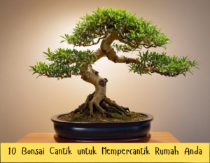 10 Bonsai Cantik untuk Mempercantik Rumah Anda