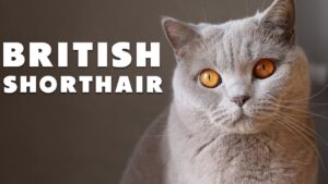 Langkah Terbaik untuk Pemeliharaan Kucing British Shorthair Jantan