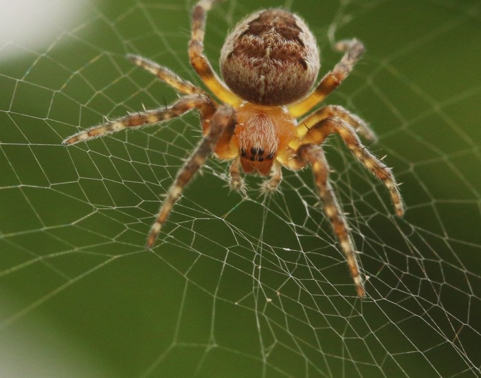 Berapa Lama Orb Weavers Hidup? Fakta Menarik