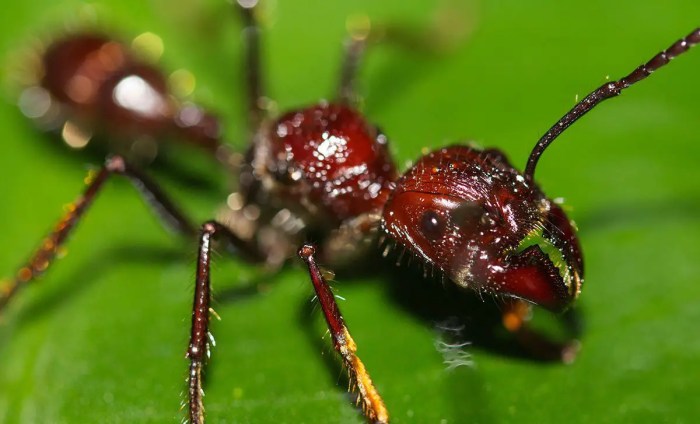 Paraponera Clavata: Fakta Menarik tentang Semut Peluru