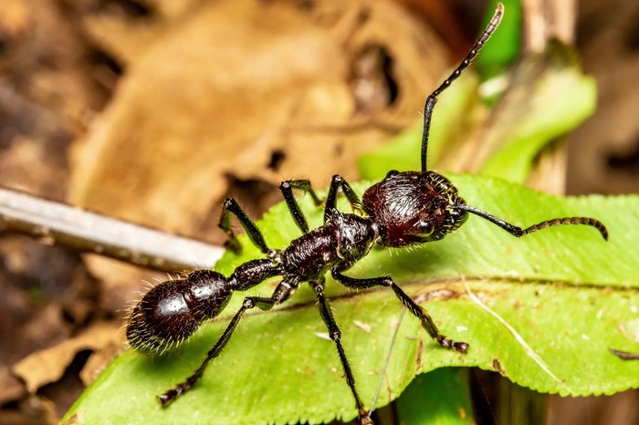 Paraponera Clavata: Fakta Menarik tentang Semut Peluru