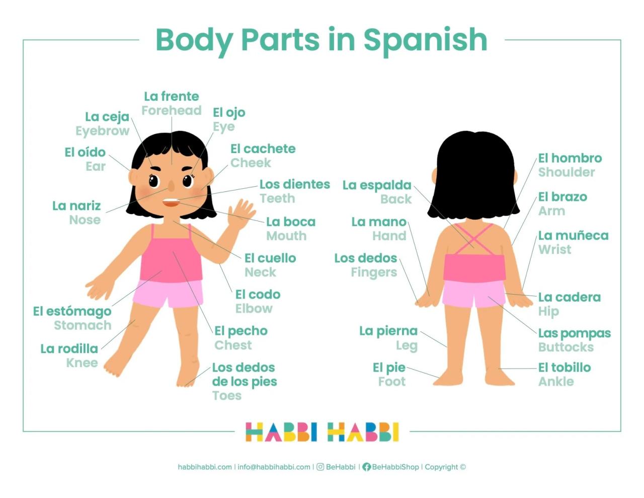 Spanish body parts cuerpo partes del charts humano chart woodward las woodwardspanish english resources teacher worksheets español