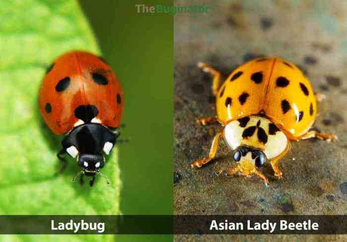 Ladybug vs. Lady Beetle: Apa Bedanya?