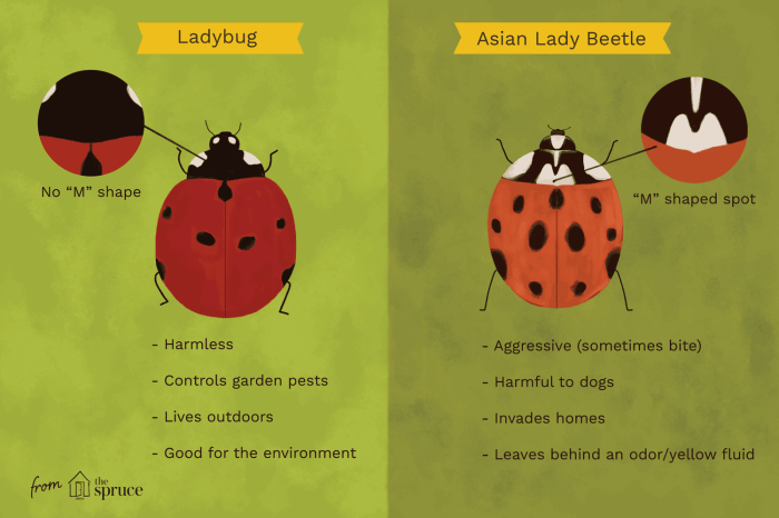 Ladybug vs. Lady Beetle: Apa Bedanya?