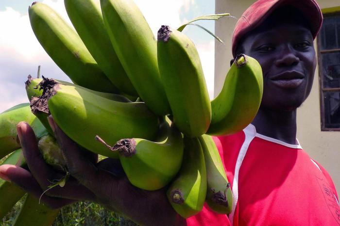 Kata 'Banana' dalam Bahasa Jepang: Cara Mengucapkan dan Menulisnya