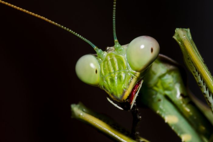 Mantis praying facts male female eating preying mating eats insects do mantises bug fact heads their mate