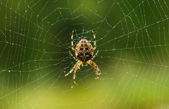 Berapa Lama Orb Weavers Hidup? Fakta Menarik