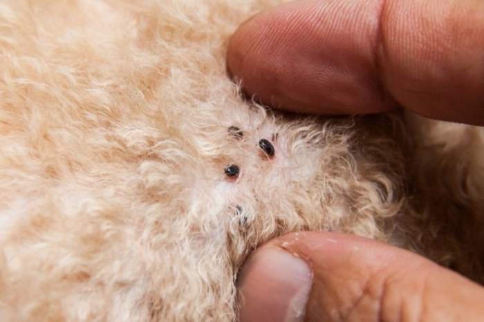 Mengatasi Serangga Hitam Kecil di Rumah Anda